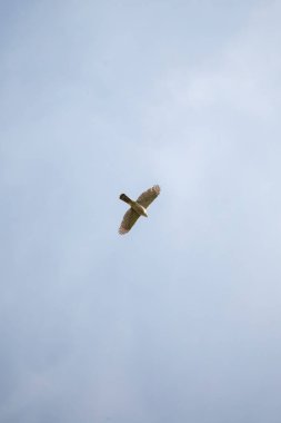 Cooper 'ın şahini (Accipiter Cooperii) mavi gökyüzünde süzülüyor