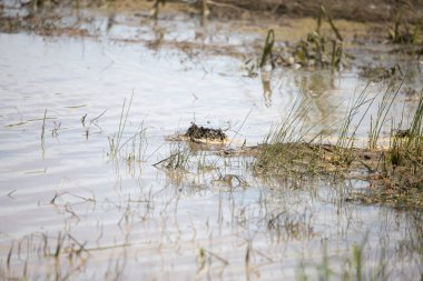 Dalgalanan sığ akarsu, içinde yeşil otlar büyüyor.
