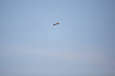 Küçük sarı bacaklar (Tringa flavipes) mavi gökyüzünde sağa doğru uçuyor; alttaki boşluğu kopyala