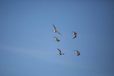 Beş daha az sarı bacak (Tringa flavipes) mavi gökyüzünde sağa doğru uçuyor; soldaki boşluğu kopyala