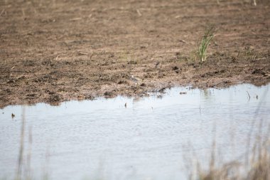Daha az sarı bacaklı (Tringa flavipes) sel basmış bir alanın kenarında yiyecek arıyor