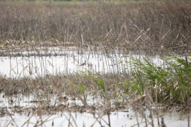 Daha büyük sarı bacaklar (Tringa melanoleuca) bir bataklıkta duruyor