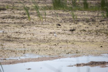 Daha büyük sarı bacaklı (Tringa melanoleuca) bir bataklığın kenarında yürüyor