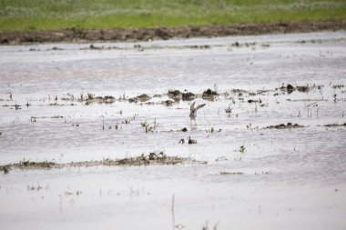 Daha büyük sarı bacaklar (Tringa melanoleuca) sığ bir bataklığa iniyor