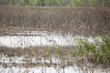 Daha büyük sarı bacaklar (Tringa melanoleuca) Bir bataklığın derinliklerinde