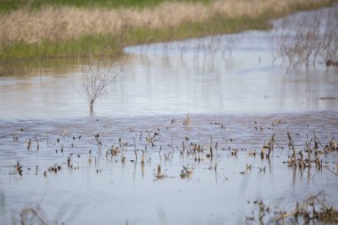 Daha büyük sarı bacaklar (Tringa melanoleuca) bataklığın sığ sularında dururken sesleniyor