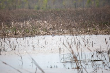 Bir çift daha büyük sarı bacak (Tringa melanoleuca) bataklıktan kalkıyor.
