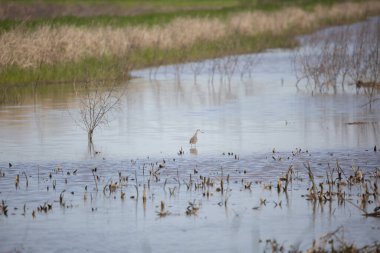 Omzunun üzerinden bakan ve sığ sularda duran daha büyük sarı bacaklar (Tringa melanoleuca)