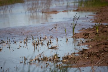 Daha büyük sarı bacaklar (Tringa melanoleuca) kendi deyimiyle bataklıkta uçuyor.