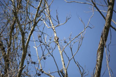 Kuyruğunda sarı şerit olan bir sedir ağacının arkası (Bombycilla cedrorum)