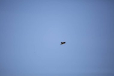 Dişi ağaç kırlangıcı (taşisineta bicolor) havada dönüyor