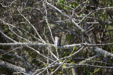 Omzunun üzerinden ağaç dalına tünemiş ilginç sedir kanadı (Bombycilla cedrorum)