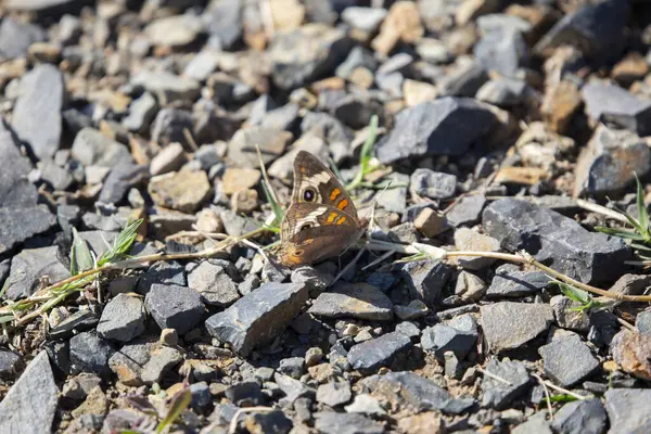 Common buckeye butterfly (Junonia coenia) with torn wings on gravel