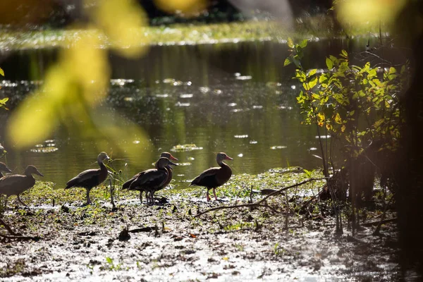 stock image Seven adult and juvenile black-bellied whistling-ducks (Dendrocygna autumnalis) crossing a marsh