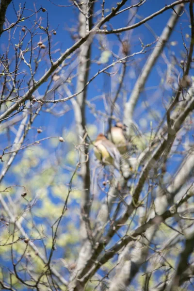 Out of focus cedar waxwings (Bombycilla cedrorum) perched on a tree