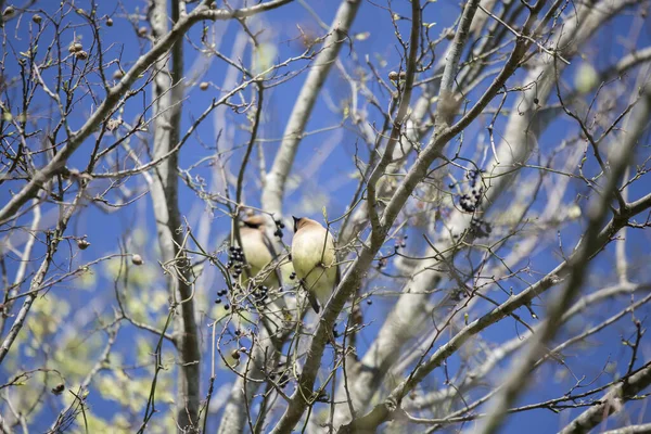 Curious cedar waxwing (Bombycilla cedrorum) looking around curiously from its perch in a tree with three other waxwings