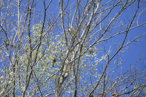 Three cedar waxwings (Bombycilla cedrorum) perched in a tree with a blue background