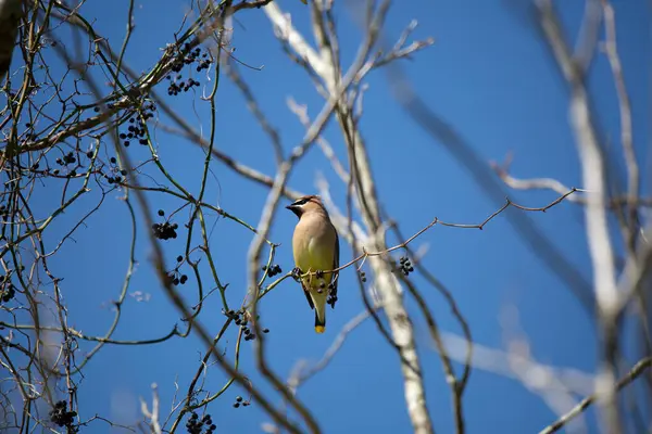 Majestic cedar waxwing (Bombycilla cedrorum) looking out from its perch