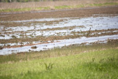 Ambar kırlangıcı (Hirundo rustica) sel basmış tarla üzerinde alçaktan uçuyor