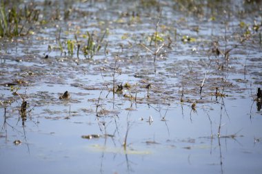 Yeşil ve kırmızı algler ve sığ bataklık sularında yabani otlar