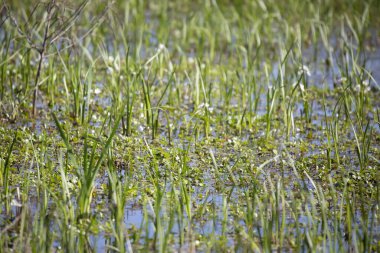 Sığ bataklık sularında yetişen yeşil ve su bitkileri.