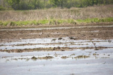 Pluvialis Dominica (Pluvialis Dominica) ve üç beyaz yüzlü ibise (Plegadis chihi) sel basmış tarla tarlalarında arama yapıyorlar.