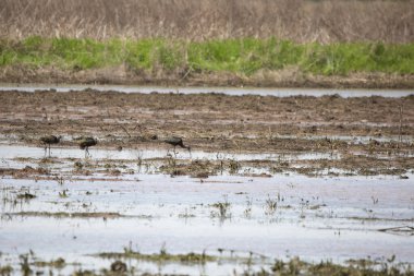 Üç beyaz yüzlü gelincik (Plegadis chihi) sel basmış bir alanda yiyecek arıyor