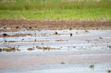 Üç beyaz yüzlü gelincik (Plegadis chihi) sel basmış bir alanda yiyecek arıyor