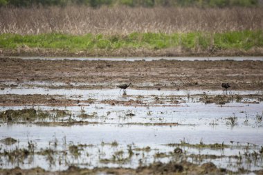 İki beyaz yüzlü gelincik (Plegadis chihi) sel basmış bir alanda yiyecek arıyor