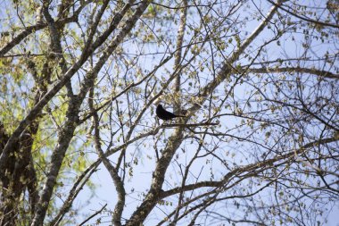 Bir ağaca tünemiş yaygın grackle (Quiscalus quiscula)