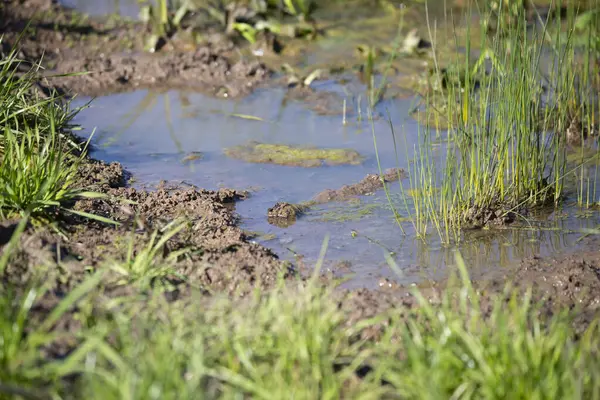 Algae-filled, shallow marsh water filled with red mud