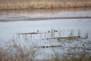 Dört kuzeyli kürekçi ördek (Spatula clypeata) -- iki dişi ve iki erkek -- bir bataklıkta yüzüyor