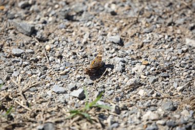 Toprak ve çakıl zeminde yaygın Buckeye Kelebeği (Junonia coenia)