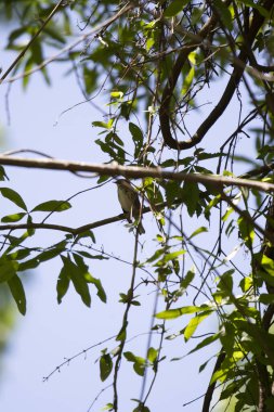 Dişi mersin ötleğeni (Setophaga coronata) ağaç dalındaki levreğinden görkemli bir şekilde dışarı bakar.