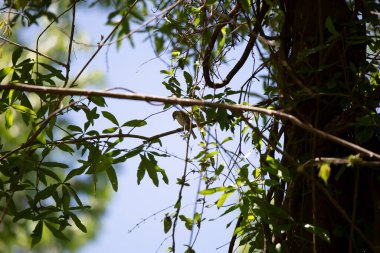 Dişi çalı bülbülü (Setophaga koronata) bir ağaç dalına tüneğinden aşağıya bakar.