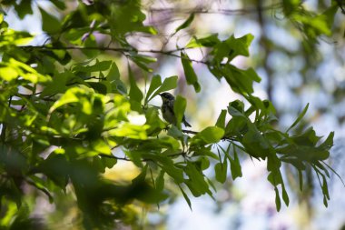 Erkek mersin ötleğeni (Setophaga coronata) bir meşe dalından görkemli bir şekilde dışarı bakıyor.