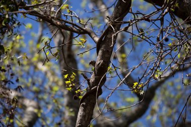 Sarı kıçlı ötleğen (Setophaga coronata) bir tırtıl yiyor
