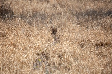 Bataklığın sığ kenarındaki kurumuş, kahverengi otların arasında hayvan izleri var.
