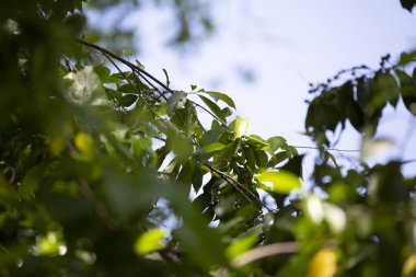 Tennessee bülbülü (Leiothlypis peregrina) bir ağaç dalında yiyecek arıyor