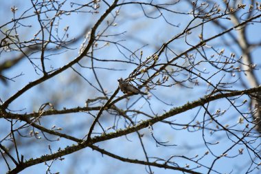 Dallı meme faresi (Baeolophus bicolor) bir dal üzerinde atıştırırken rüzgarın tepesinden esmesiyle