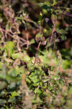 Yeşil ve kırmızı otların üzerine tünemiş Ocola Skipper (Panoquina ocola)