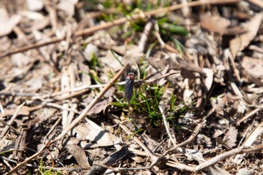 Hibiscus testere sineği (Chortophagaviridifasciata) yerdeki kuru bir otun üzerine tünemiştir.
