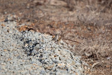 Savannah serçesi (Passerculus β ichensis) çakıl yolunun kenarındaki bir tünekten dışarı bakıyor
