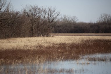 Sulak alanların kıyısında sonbahar yaprakları var.