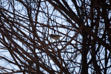 Yakut kaplama krallık (Regulus calendula) levreğinden etrafına bakıyor