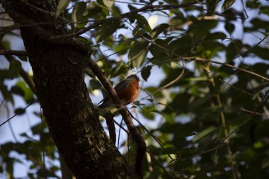 Görkemli Amerikan bülbülü (Turdus migratorius) bir ağaç dalına tüneğinden dışarı bakıyor