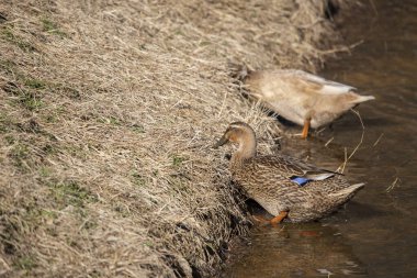Rouen yaban ördekleri (Anas platyrhynchos domesticus) kurutulmuş çimlerde avlanır.