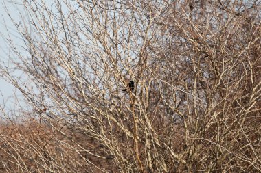 Erkek kırmızı kanatlı karatavuk (Agelaius phoeniceus) kısmen çıplak yaprakların arasına gizlenmiş.