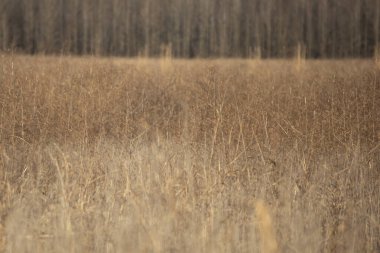 Kırmızı kanatlı siyah kuş (Agelaius phoeniceus), sürünün geri kalanına gözcülük etmek için otların tepesine tünemişti.