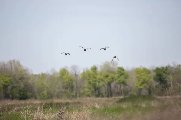Four blue-winged teal ducks (Spatula discors) flying over a marsh